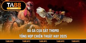Đá Gà Cựa Sắt Thomo | Tổng Hợp Chiến Thuật Hay 2025