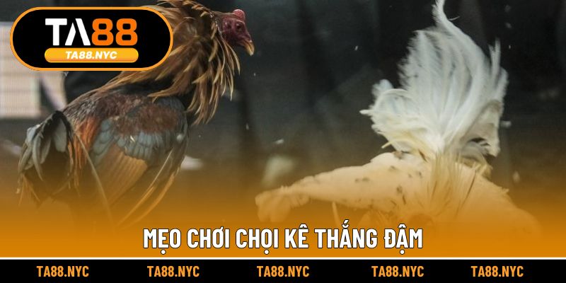 Mẹo chơi chọi kê thắng đậm