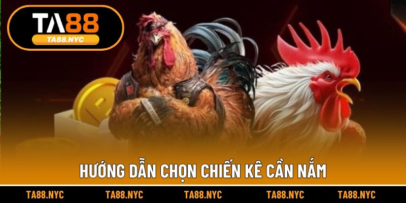 Hướng dẫn chọn chiến kê cần nắm