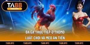 Đá Gà Trực Tiếp Ở Thomo | Luật Chơi Và Mẹo Ăn Tiền