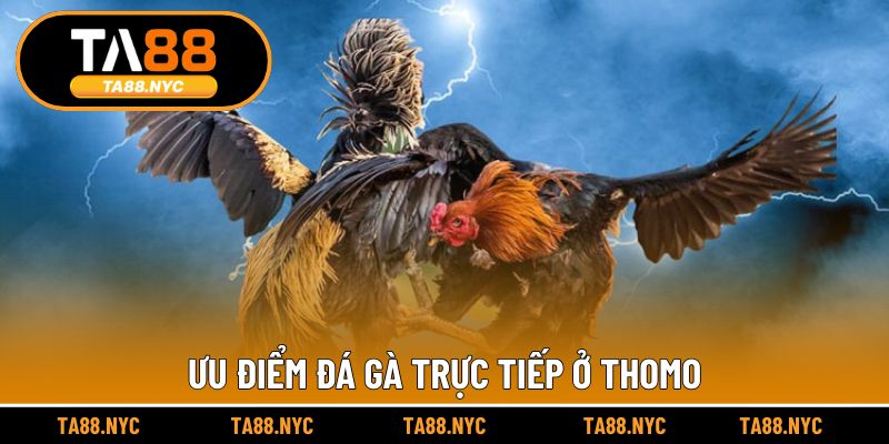 Ưu điểm đá gà trực tiếp ở Thomo